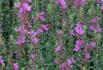 Lythrum virgatum Dropmore Purple